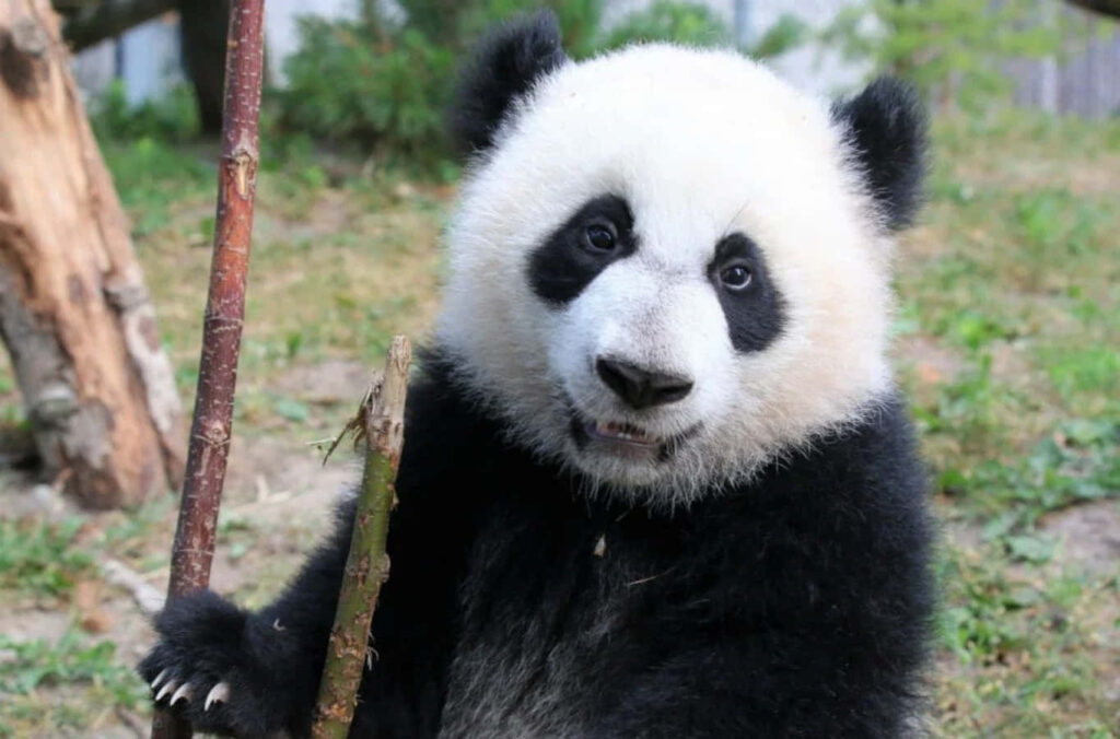 Charming Panda Wallpaper: Adorable Bear in Lush Greenery