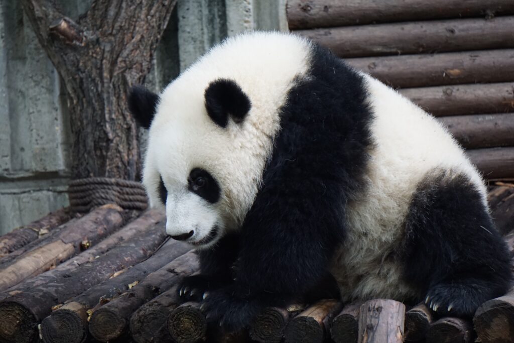 Charming Panda Bear Wallpaper on Rustic Wooden Platform Background