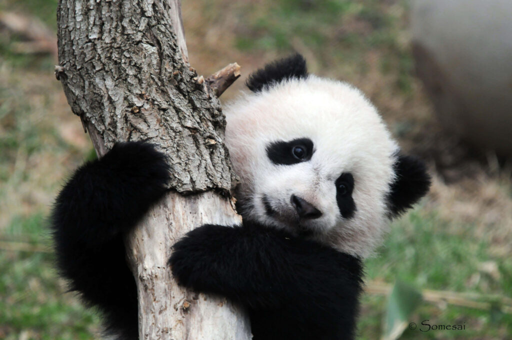 Adorable Panda Cub Hugging Tree - Heartwarming Laptop Background Wallpaper