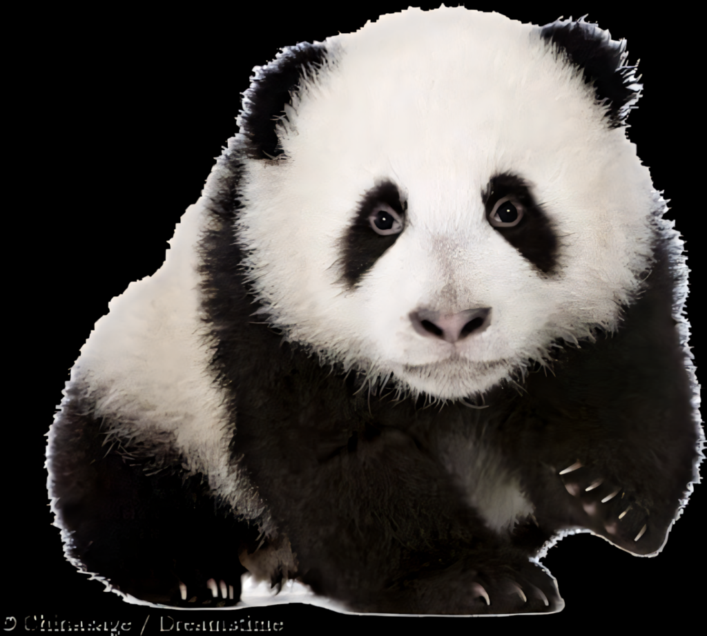 Adorable Panda Cub PNG Wallpaper: Heartwarming Black & White Design
