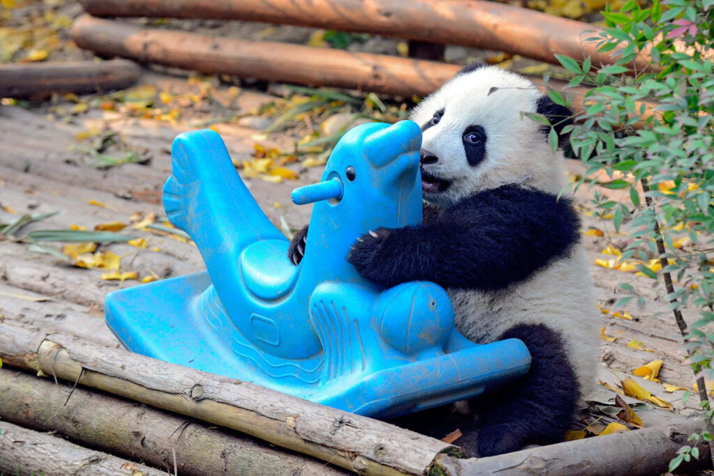 Adorable Panda Cub with Blue Rocking Horse Wallpaper - Cute Background