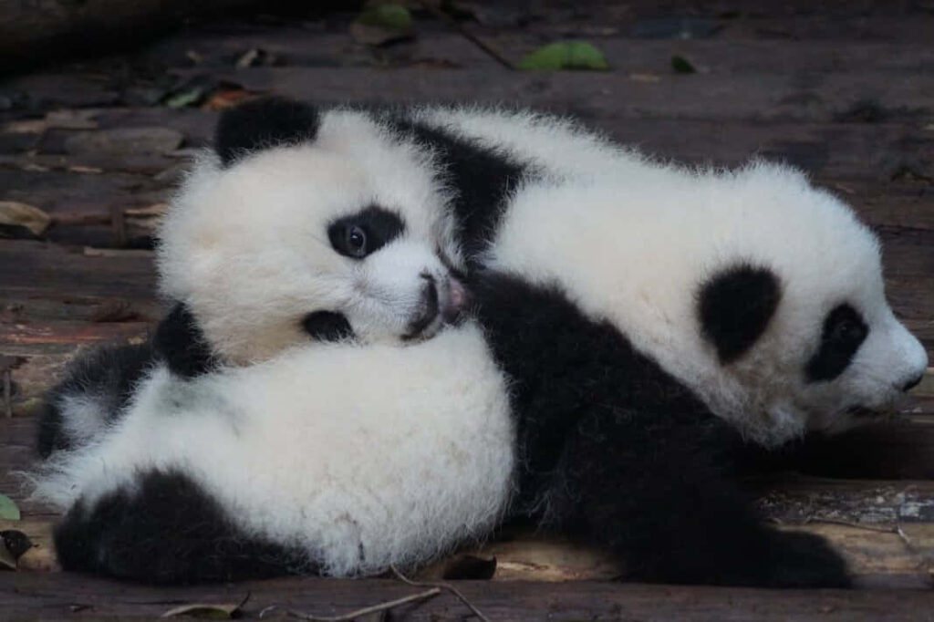 Adorable Panda Cubs Playfully Resting - Cute Background Wallpaper