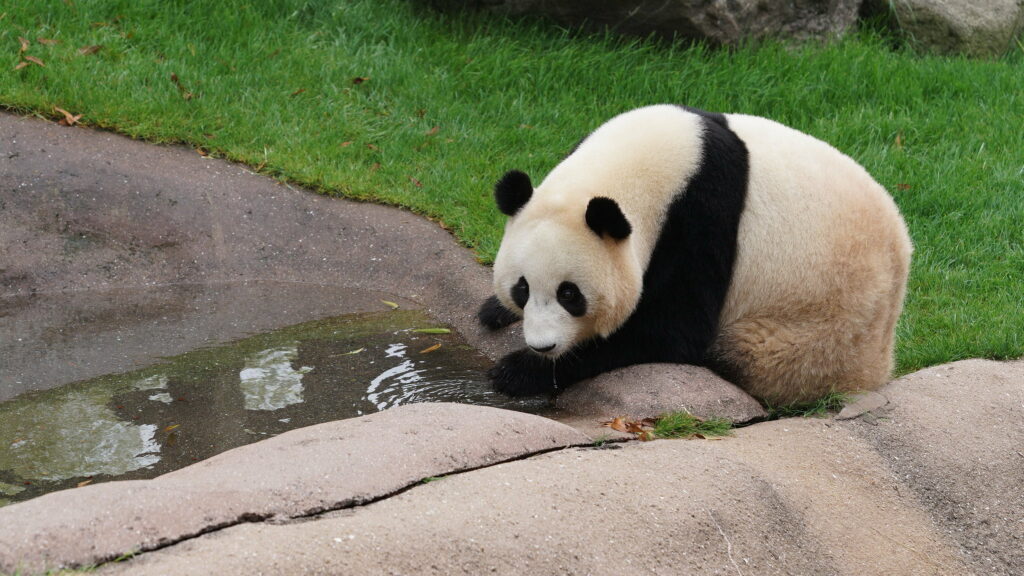 Captivating Panda: A Stunning QHD Wildlife Wallpaper