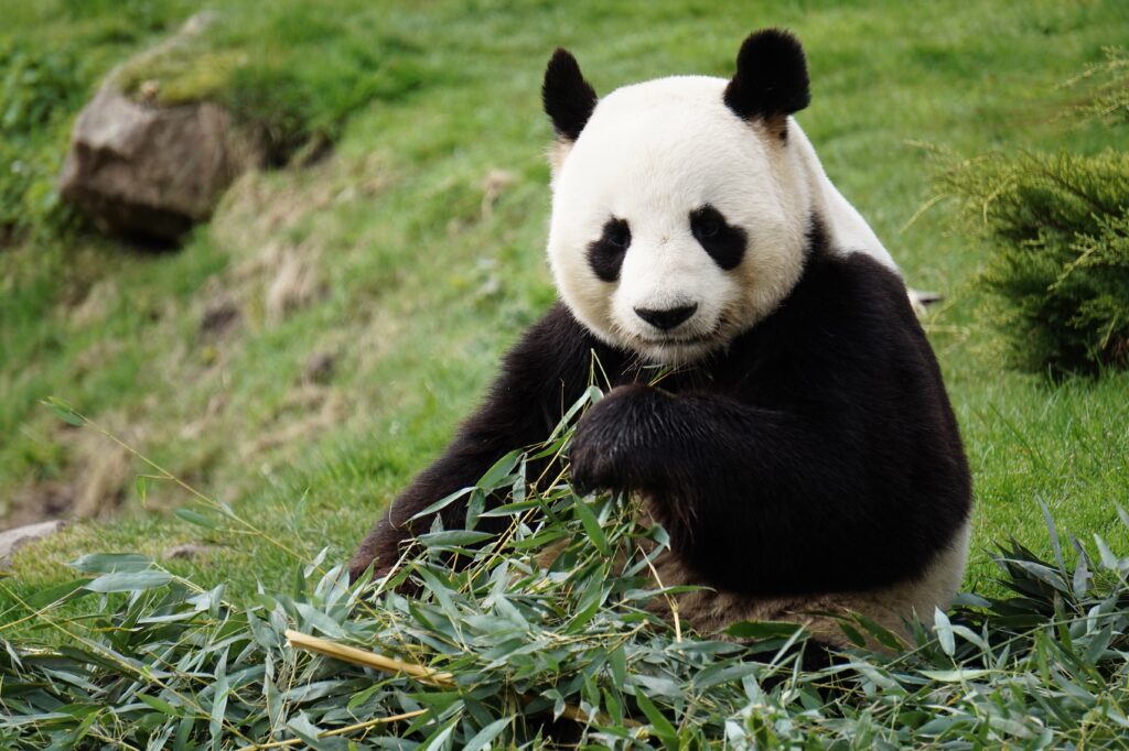 Adorable Panda Enjoying Bamboo in Lush Green Background Wallpaper