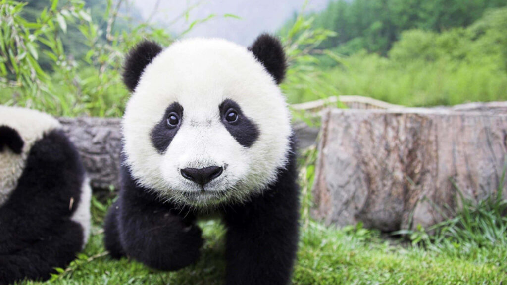 Adorable Panda Wallpaper: Lush Greenery Laptop Background
