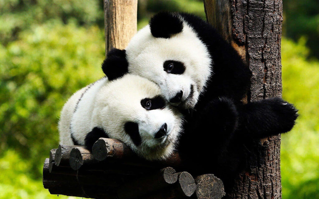 Adorable Giant Pandas Cuddling in Serene Green Forest Wallpaper