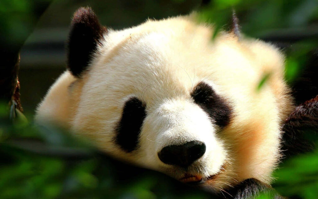 Adorable Panda Wallpaper: Playful Serenity Among Lush Green Leaves