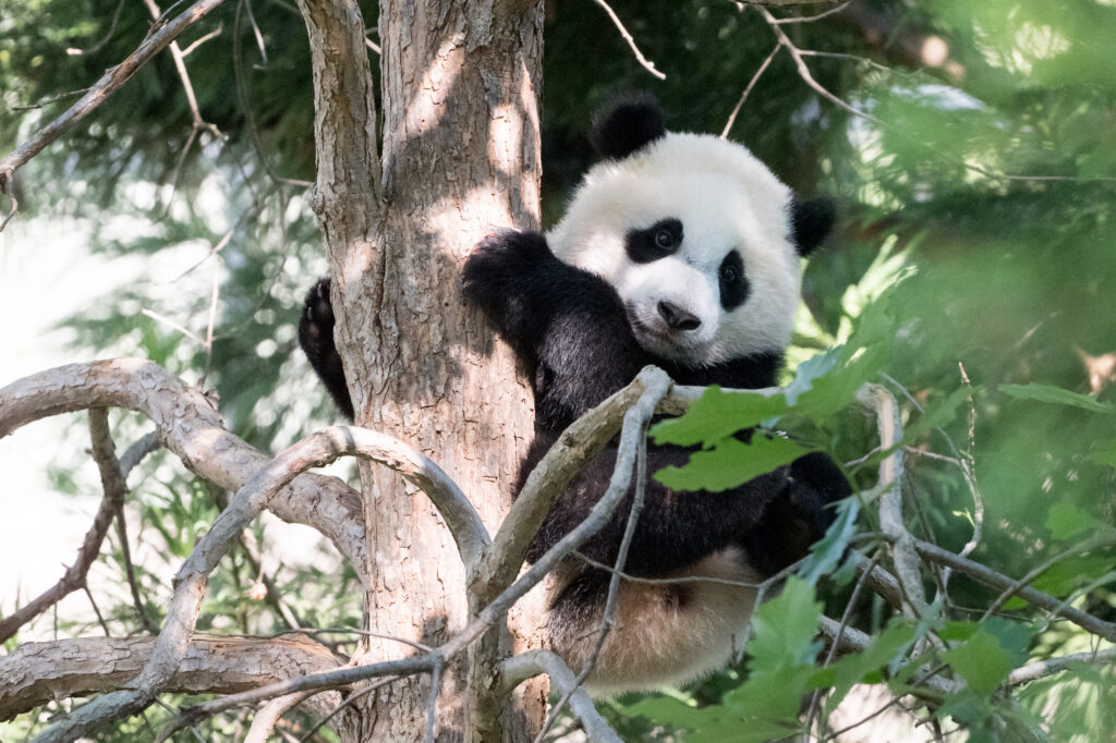 Adorable Panda Playfully Clinging to Tree - Cute Nature Wallpaper