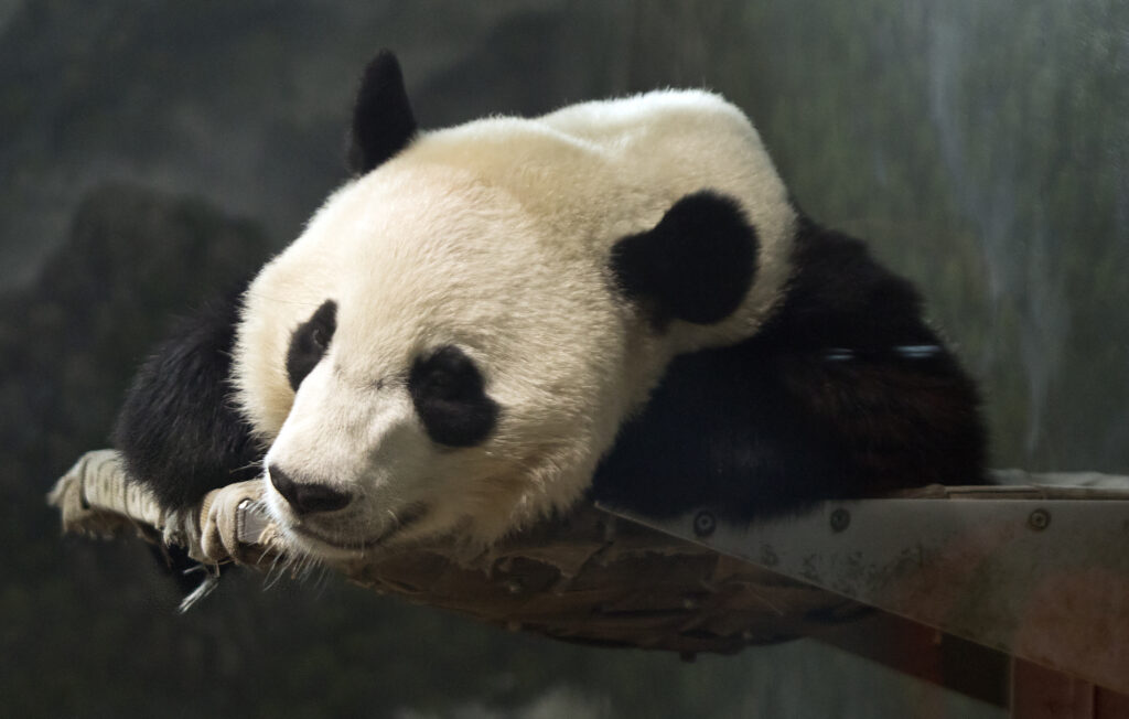 Adorable Panda Resting on Wooden Platform - Perfect Animal Wallpaper
