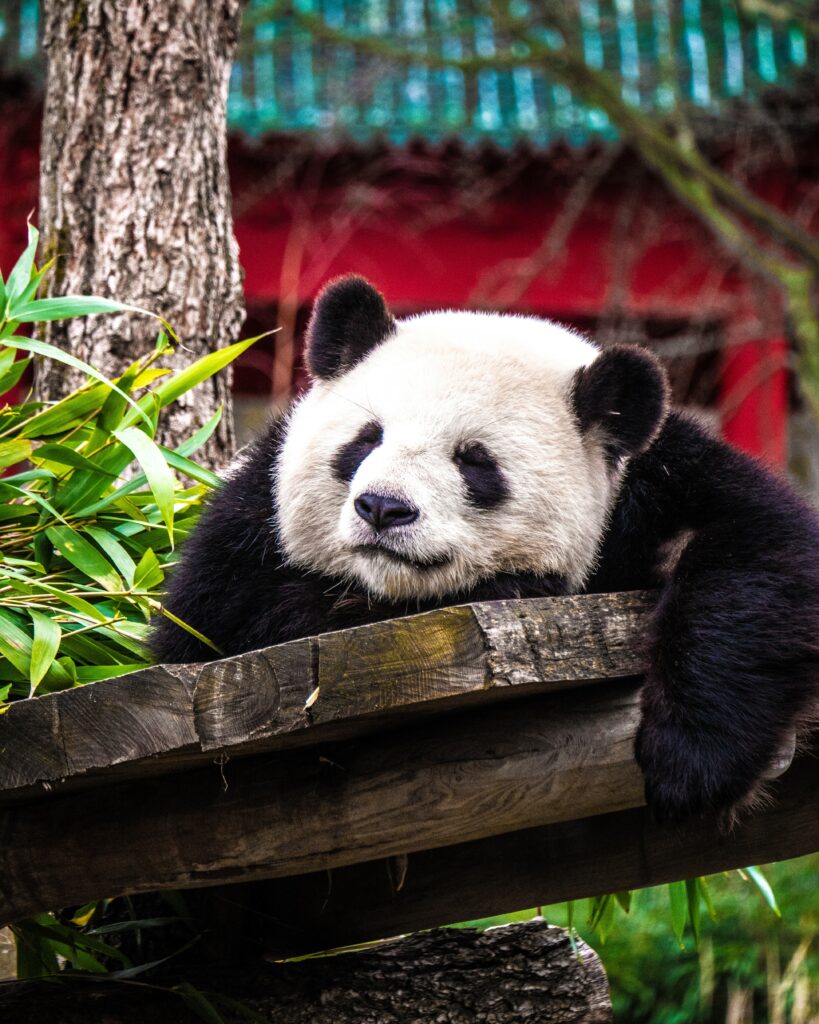 Cute Sleeping Panda on Wooden Platform - Serene Greenery Background Wallpaper