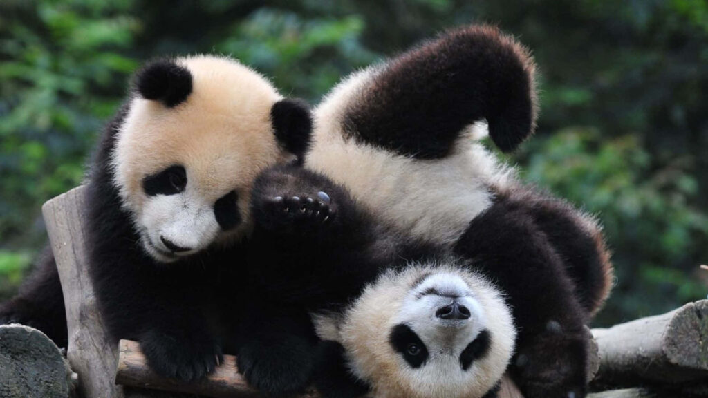 Adorable Panda Wallpaper: Playful Scene for Your Laptop Background