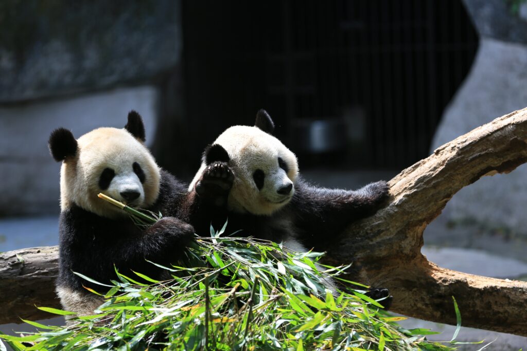 Adorable Panda Wallpaper: Cute Scene on Tree Branch with Bamboo