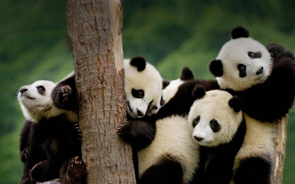 Adorable Pandas Playing on Tree in Lush Green Background Wallpaper