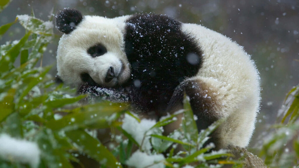 Serene Panda Wallpaper: Lush Bamboo & Snowflakes for Your Laptop