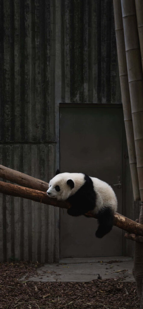 Adorable Panda Wallpaper: Tranquil Design for Animal Lovers