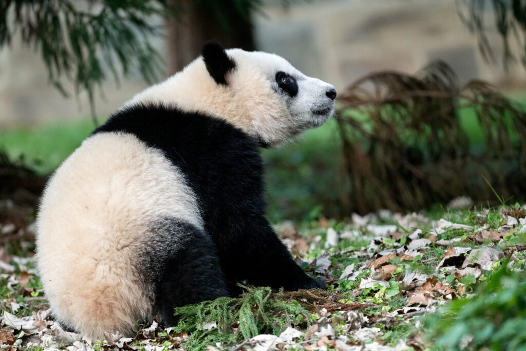 Adorable Panda Wallpaper in Lush Greenery | Cute Animal Background