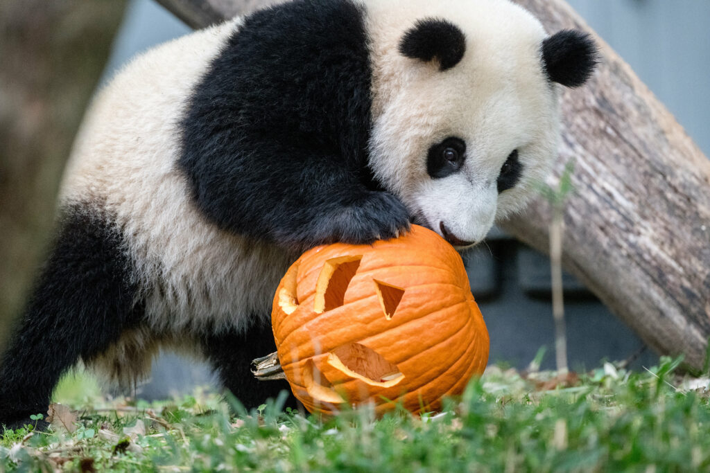 Charming Panda with Halloween Pumpkin – Festive Autumn Wallpaper
