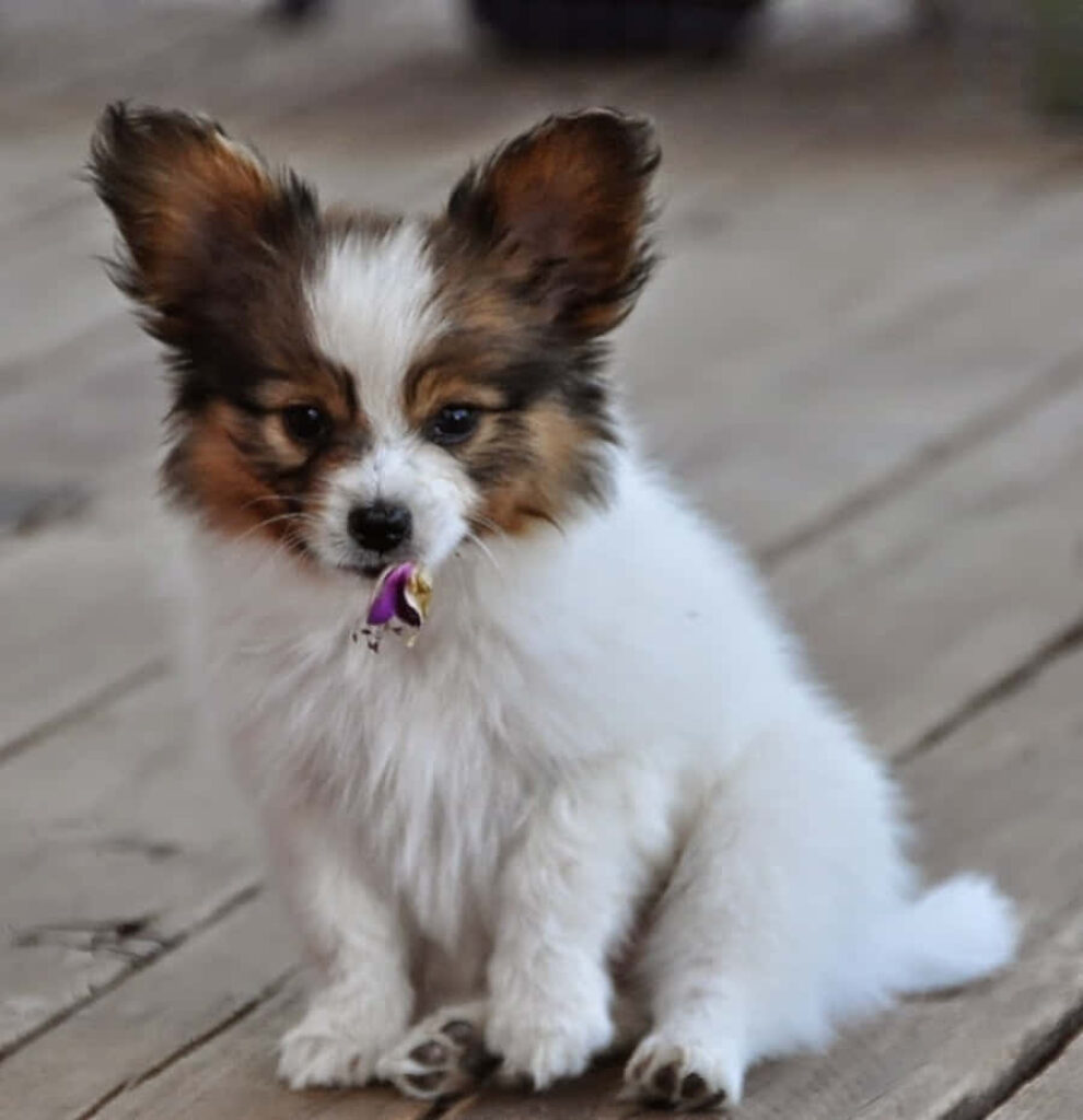 Charming Papillon Puppy on Wood Background - Perfect for Dog Lovers Wallpaper