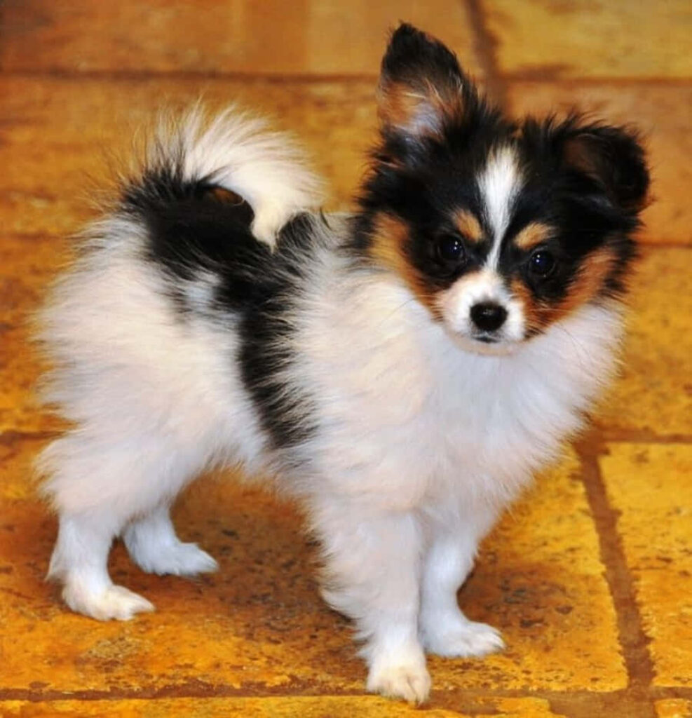 Adorable Papillon Puppy Wallpaper on Warm Tile Floor