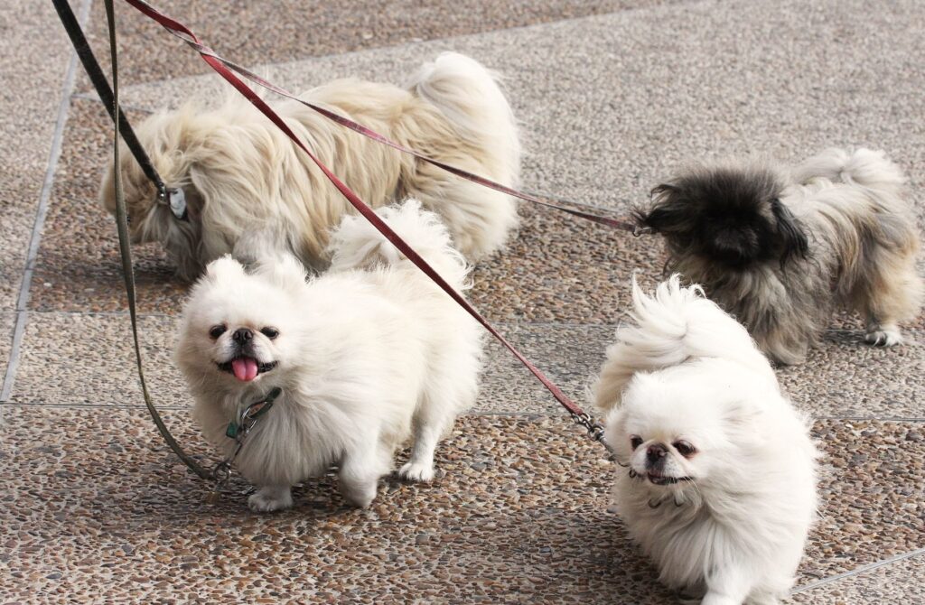 Cheerful Pekingese Dogs Enjoying a Walk - Adorable Wallpaper