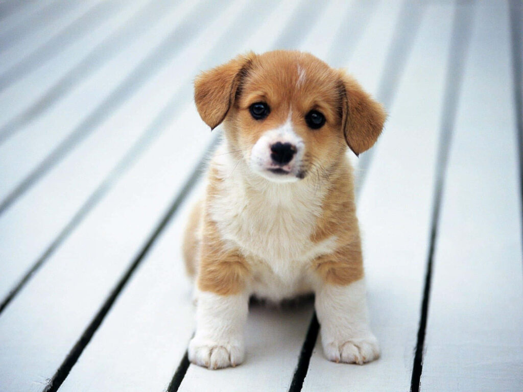 Charming Pembroke Welsh Corgi Puppy Wallpaper Background
