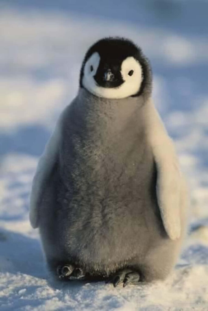 Adorable Penguin Chick Wallpaper - Fluffy & Cute Snowy Background