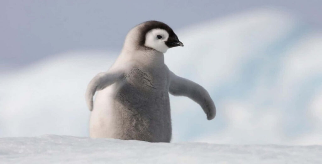 Charming Penguin Chick Walking in Snowy Landscape - Heartwarming Wallpaper