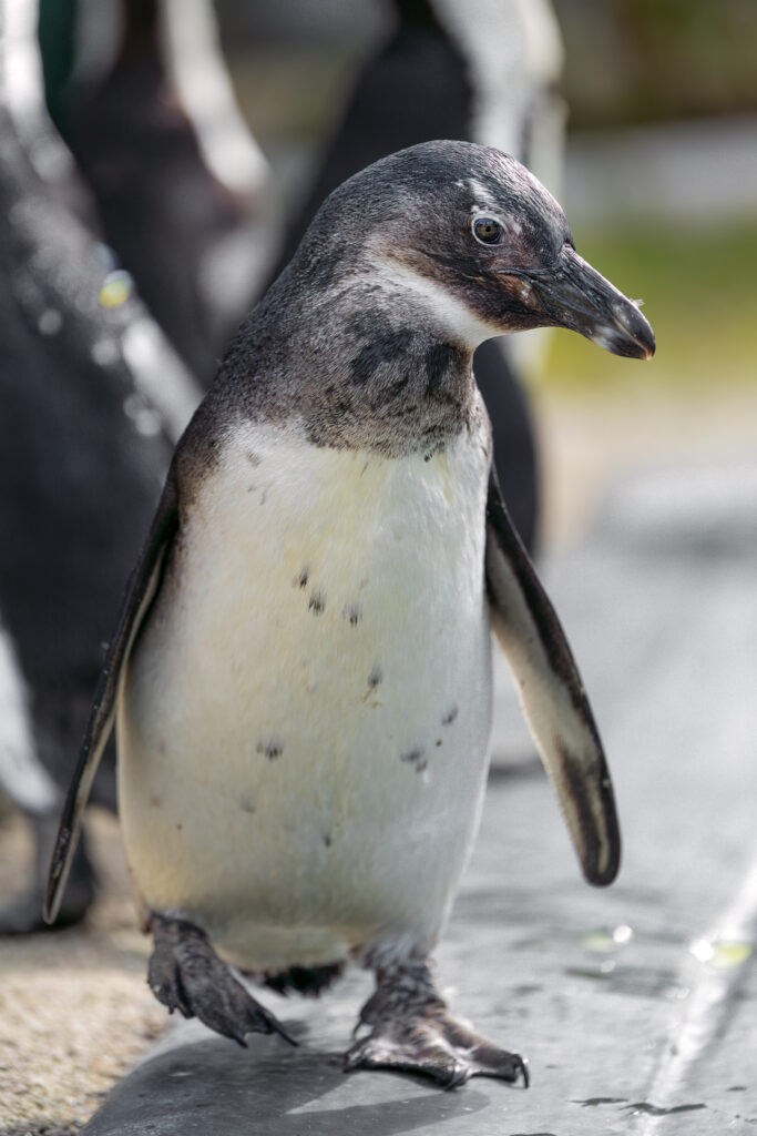 Adorable Penguin Chick Wallpaper: Fluffy Feathers & Curious Charm
