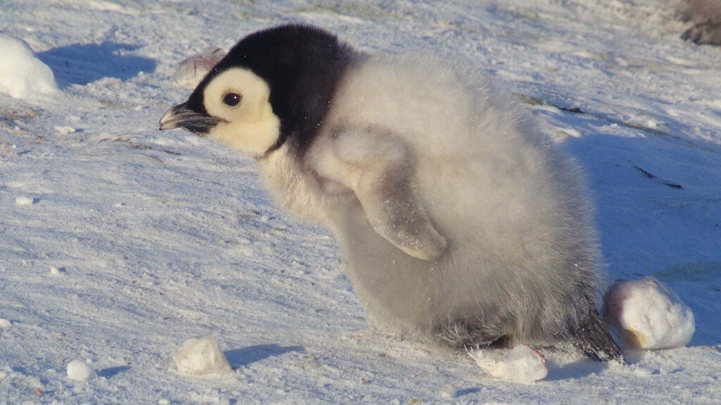 Adorable Penguin Chick Wallpaper: Fluffy & Playful Snow Landscape