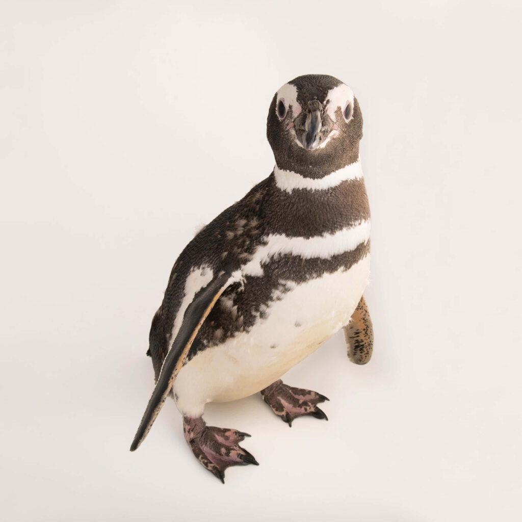 Charming Penguin Wallpaper: Whimsical Black-and-White Design