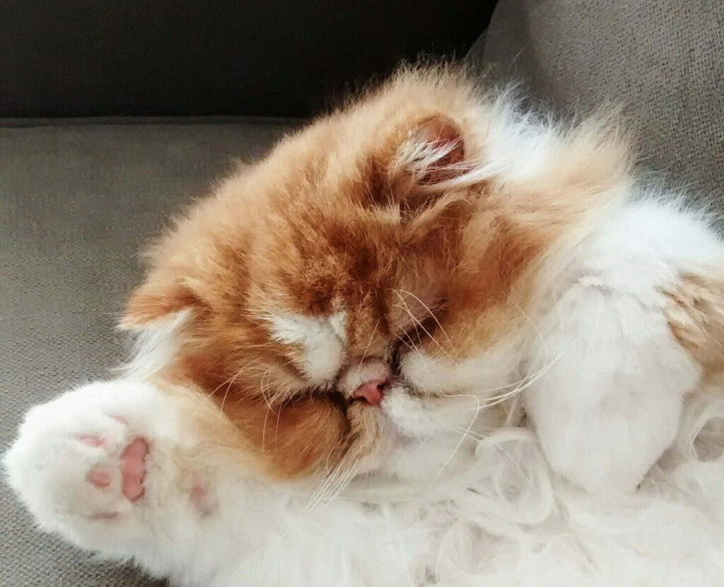 Adorable Persian Cat Napping Wallpaper - Fluffy & Irresistibly Cute