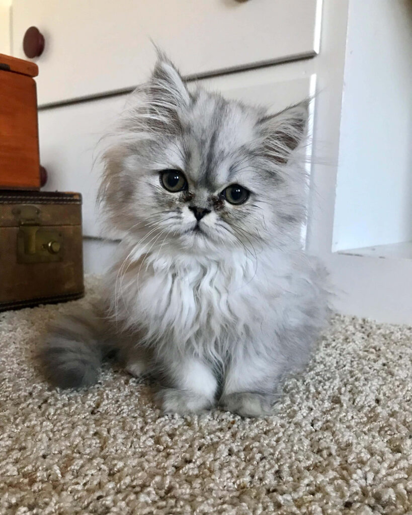 Charming Persian Cat Wallpaper: Cute & Fluffy Profile Background