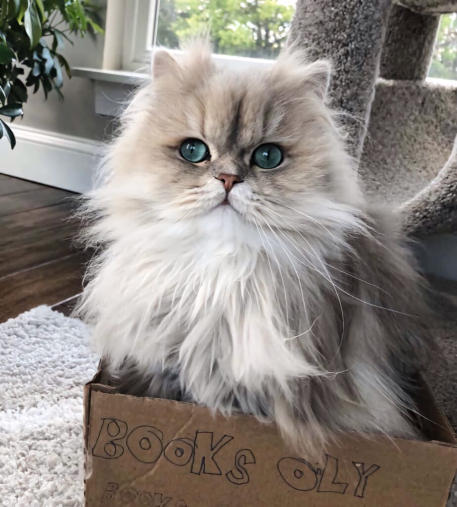 Adorable Persian Cat in Box: Cozy Wallpaper Background