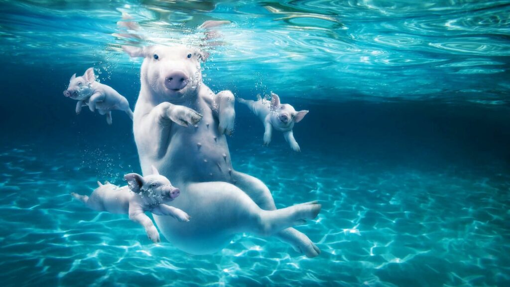 Adorable Pig Diving with Piglets - Refreshing 1920x1080 Wallpaper