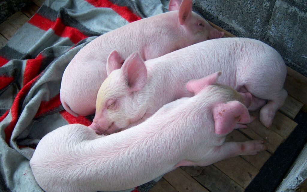 Cozy Piglets Sleeping Wallpaper: Serene and Charming Background