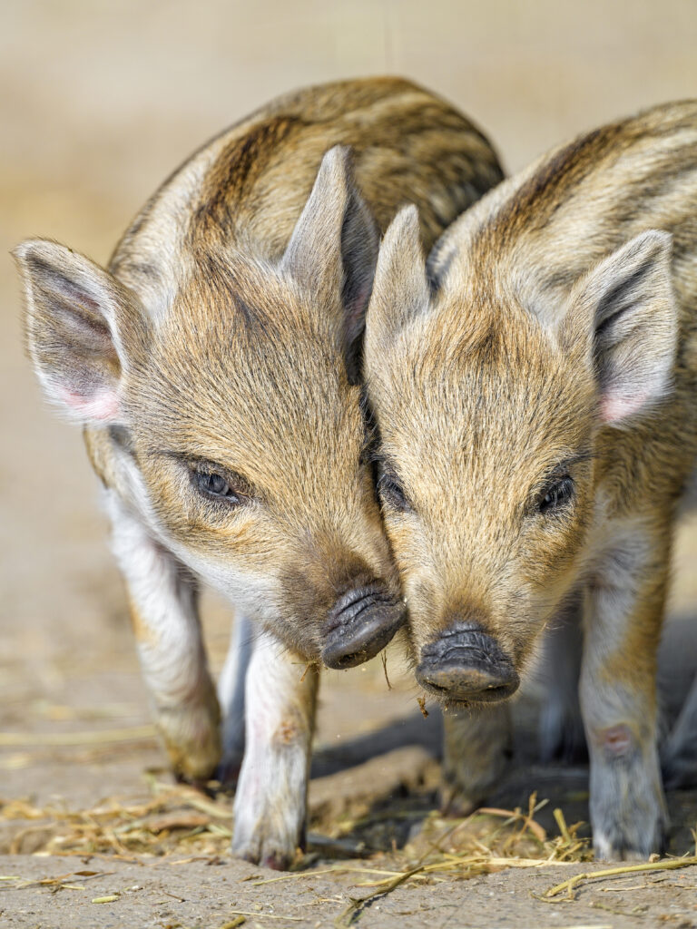 Charming Piglets in Nature: Adorable Wallpaper of Soft-Furred Duo