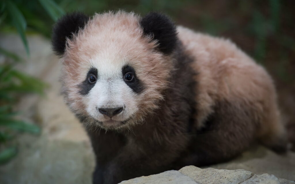 Precious Pink Ailuropoda: Impossibly Adorable Small Panda Cub in the Zoo - Captivating 4K Wallpaper Background