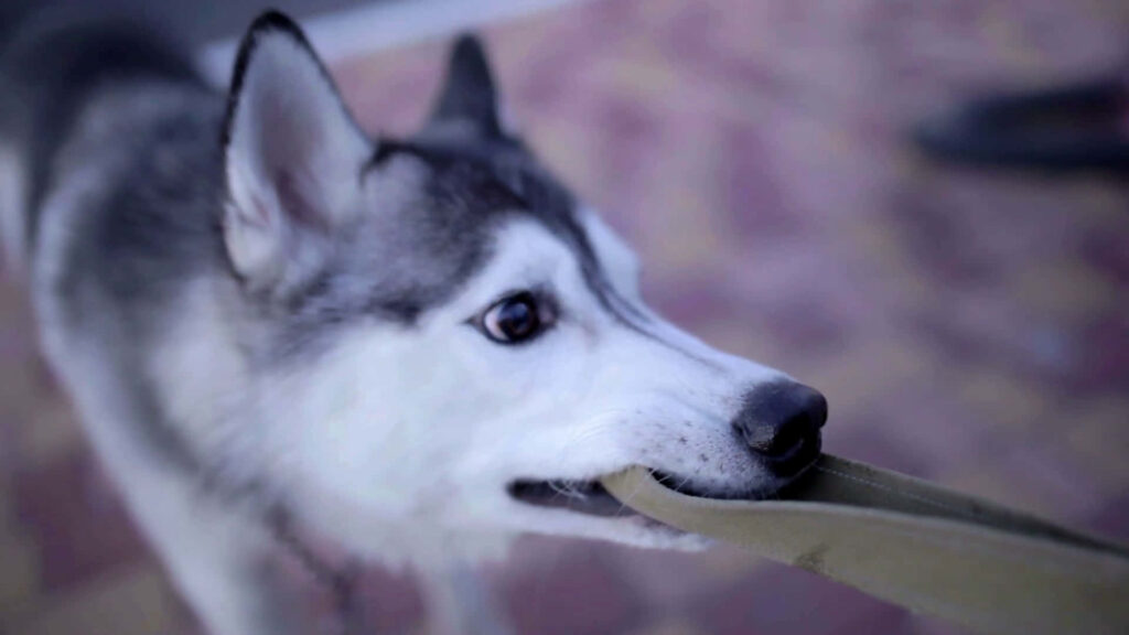 Mischievous Husky Biting Slipper | Adorable Wallpaper Background