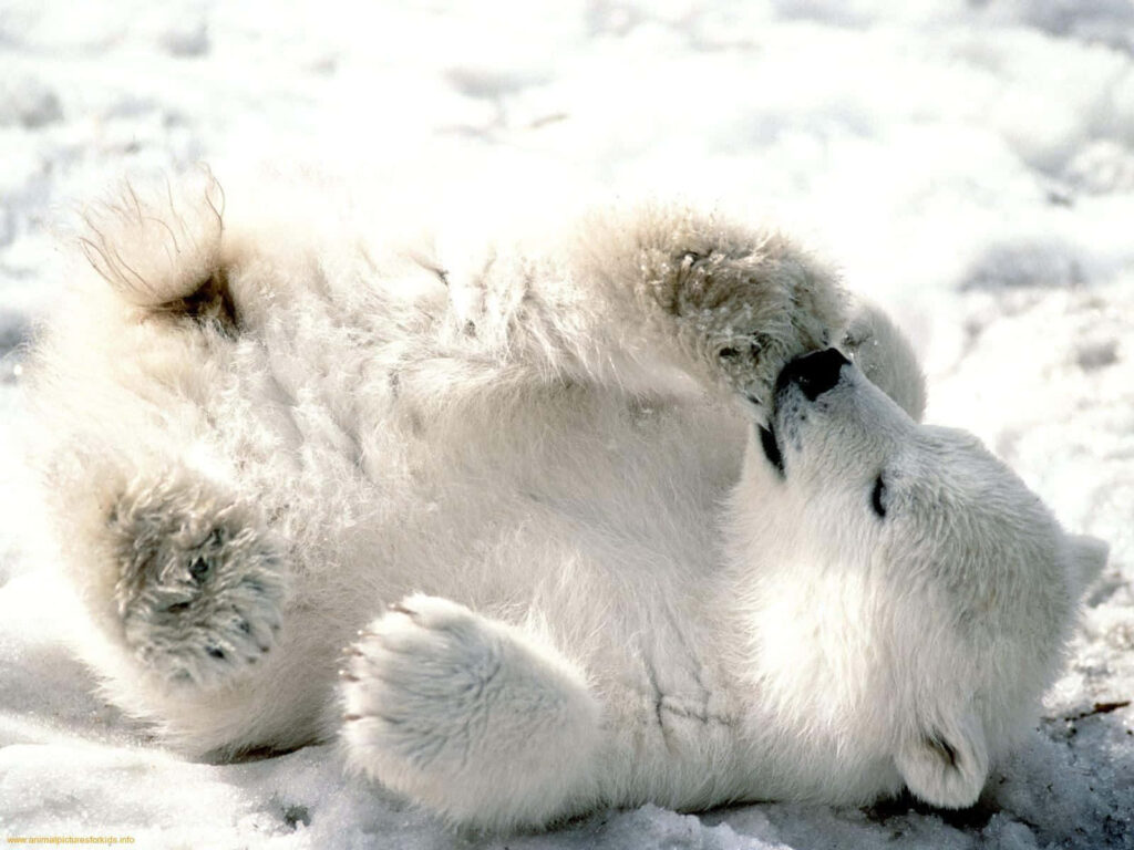 Adorable Polar Bear Cub Rolling in Snow - Pristine White Background Wallpaper