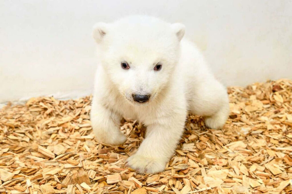 Adorable Polar Bear Cub on Wood Shavings: Cute and Heartwarming Image Wallpaper