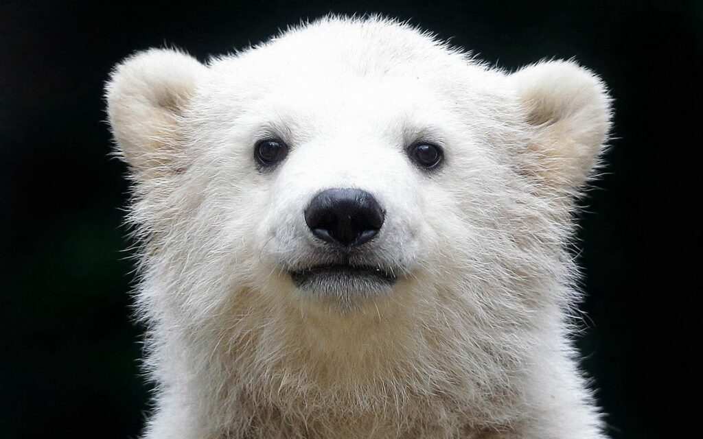 Adorable Polar Bear Cub Close-Up Wallpaper - 1920x1200 Nature