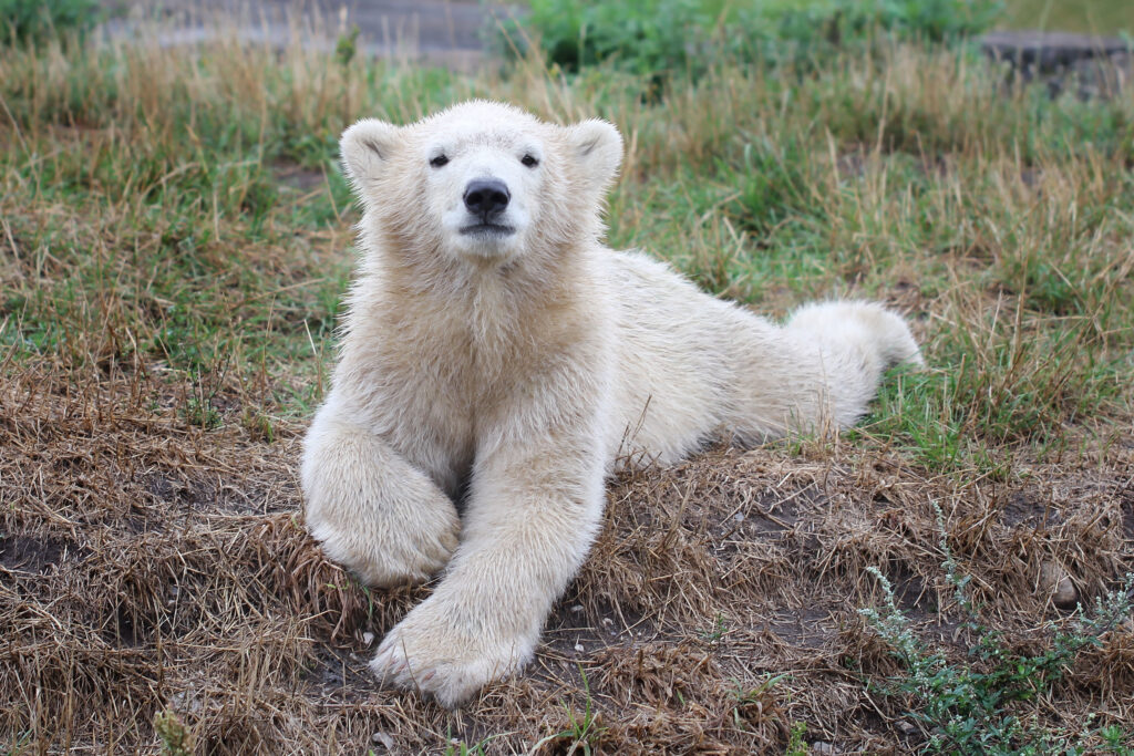 Adorable Polar Bear Cub on Grass - Serene Natural Background Wallpaper