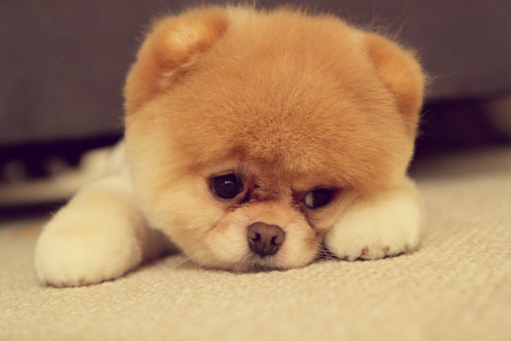 Adorable Pomeranian Dog Wallpaper - Fluffy Face & Charming Eyes