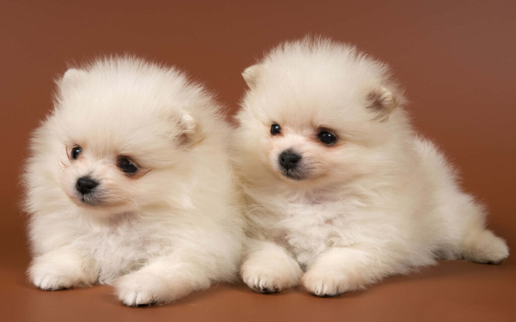 Adorable Pomeranian Puppies on Soft Brown Wallpaper Background
