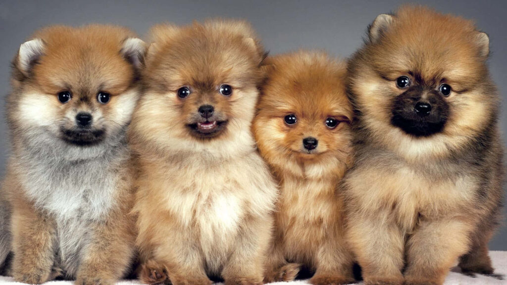 Adorable Pomeranian Puppies in Soft Light – Fluffy Wallpaper Background
