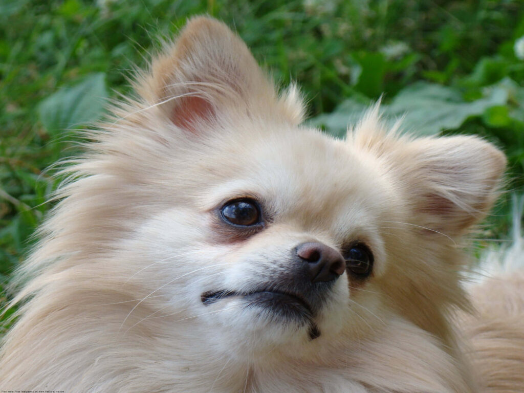 Adorable Fluffy Pomeranian in Lush Greenery - Perfect Pet Wallpaper