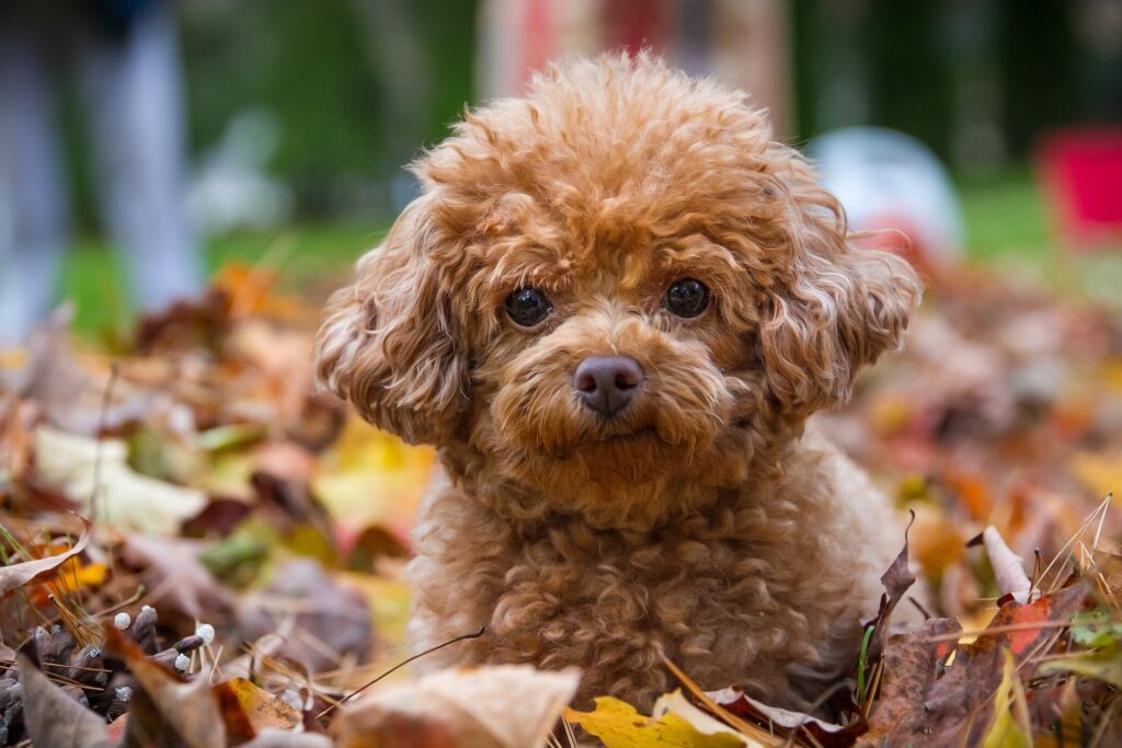 Adorable Poodle Puppy Amidst Colorful Autumn Leaves: Cozy Background Wallpaper