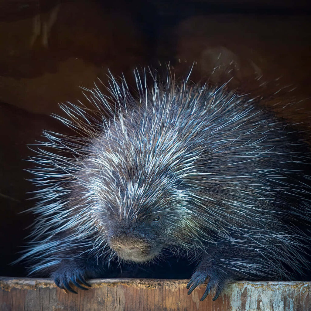 Close-Up of an Adorable Porcupine with Intricate Quills Wallpaper