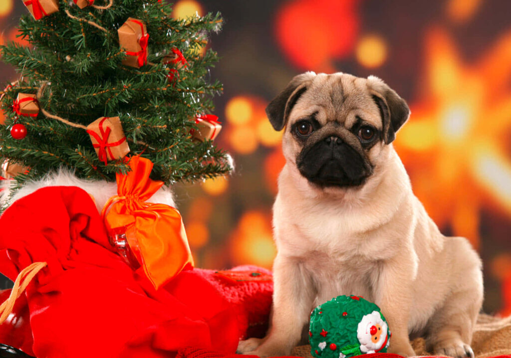 Adorable Pug & Christmas Tree: Festive Holiday Wallpaper