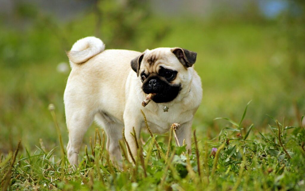 Charming Pug Puppy Exploring Lush Green Field – Serene Wallpaper